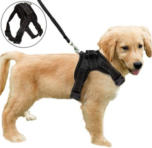 Laisse Rétractable Premium pour Chien & Chat – Liberté, Contrôle & Sécurité
